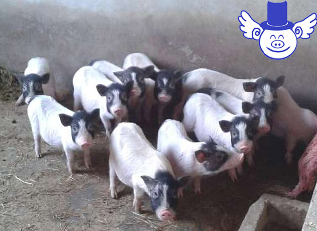 猪中暑是什么症状和用什么药能治,猪中暑治疗最佳方法