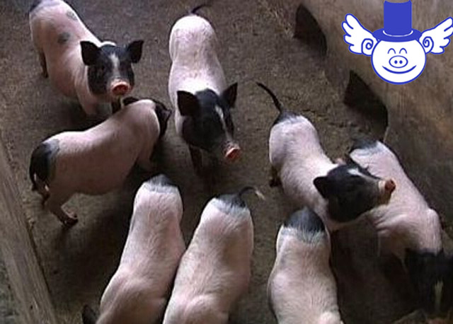 猪中暑是什么症状和用什么药能治,猪中暑治疗最佳方法