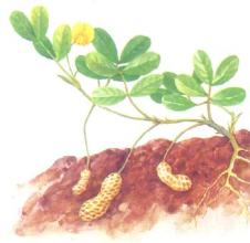 食用花生皮最好的方法,花生皮营养