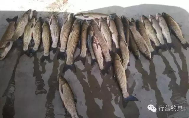 一入钓鱼深似海,一入黑坑