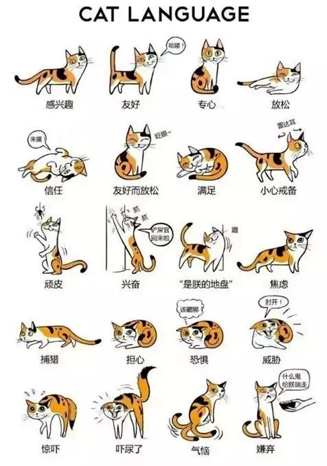 如何判定是优秀狗狗铲屎官,什么级别的铲屎官