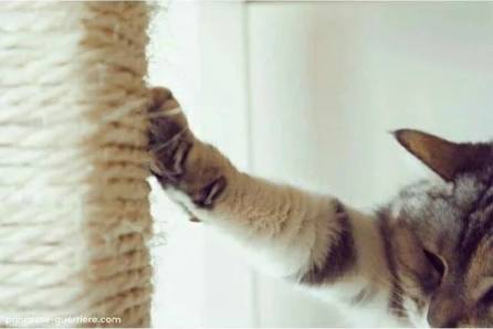 如何判定是优秀狗狗铲屎官,什么级别的铲屎官