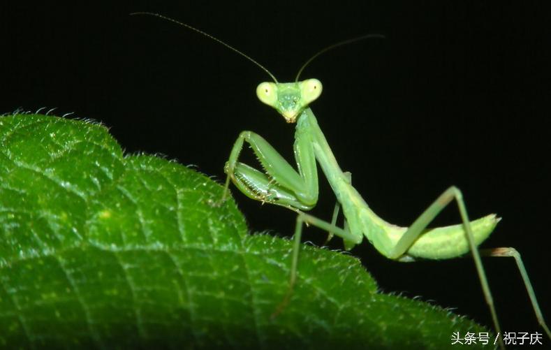 蜗牛在农业是害虫还是益虫,益虫防治害虫的方法有哪些