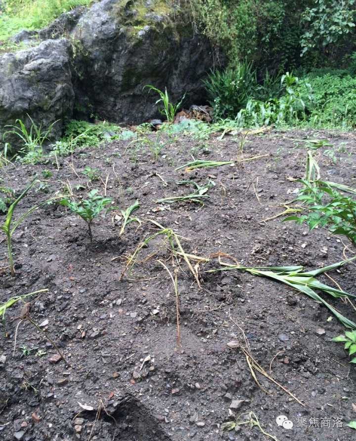 商洛碎事商洛男子卖加盐｜商洛一老汉因土地纠纷将除草剂喷他人菜地