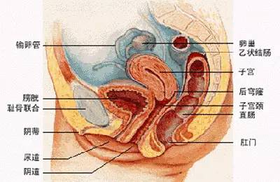 孕期笑多了会怎么样,孕期笑的时候漏尿