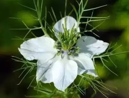 内蒙人应该知道的知识,孜然都有哪些秘密