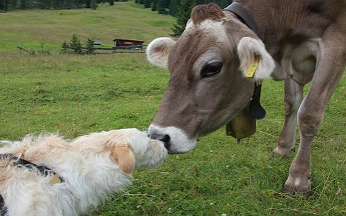 全球十大动物保健集团,全球动物保健龙头公司