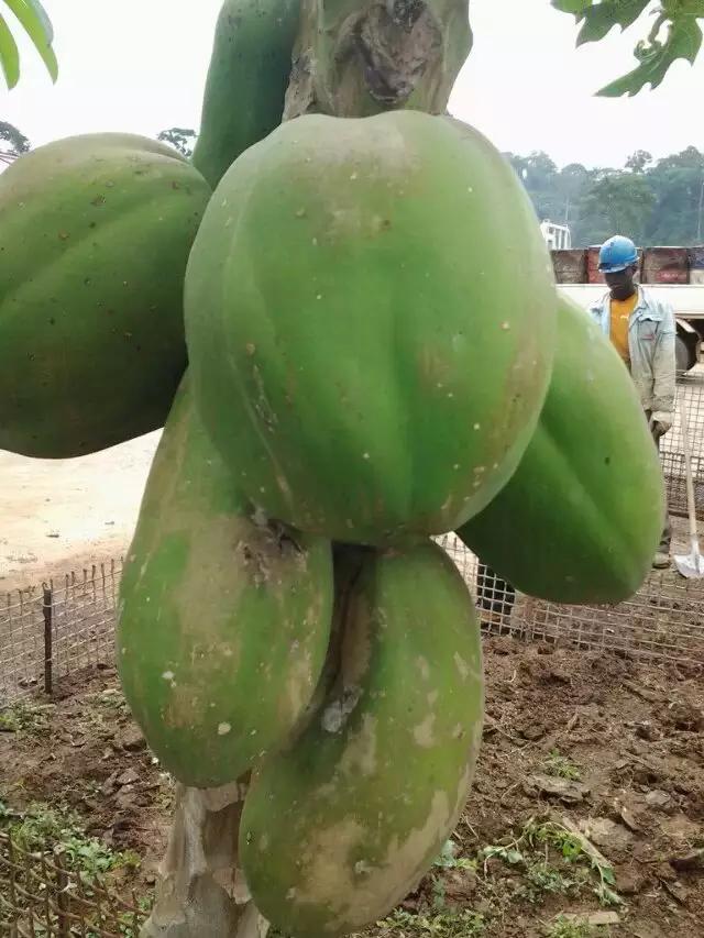 东海人在非洲务工那些不为人知的故事