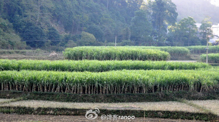 馋客淘美食|云南大理养生古方手工黑糖