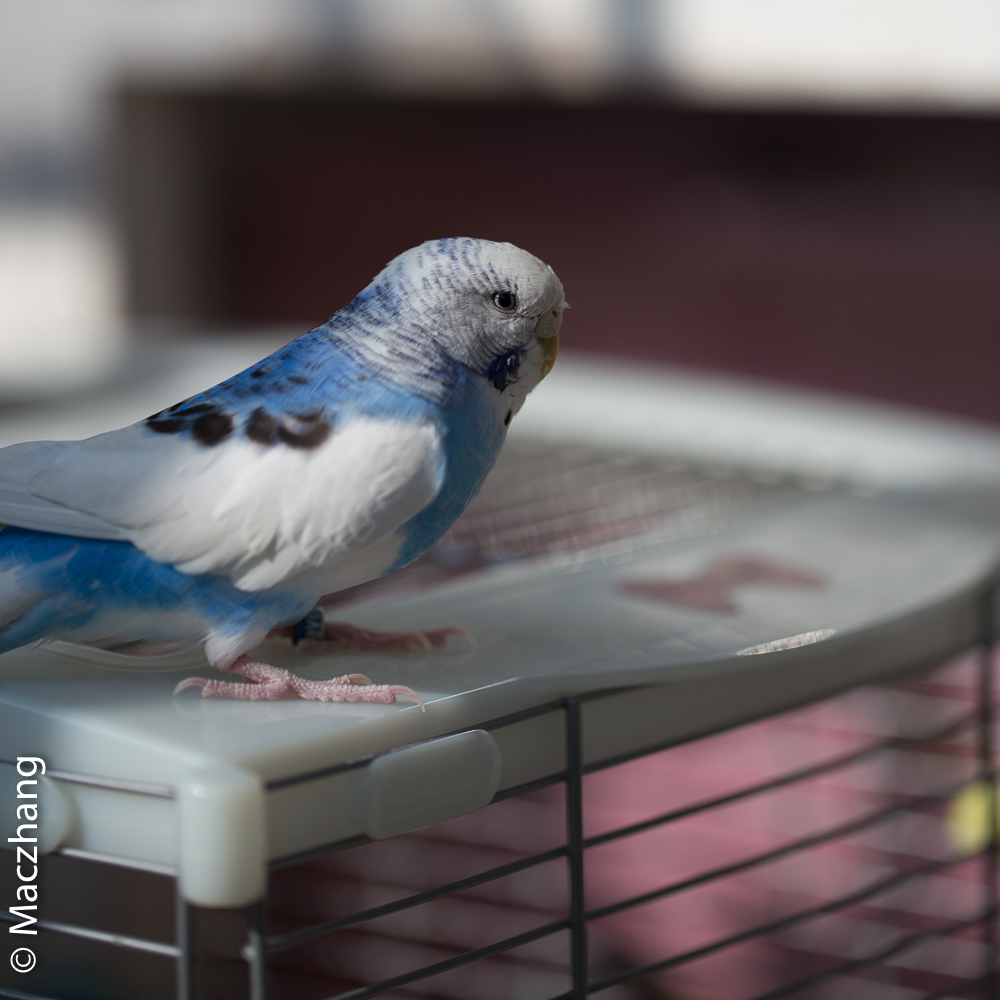 哈根笼子设计,鹦鹉笼设计图