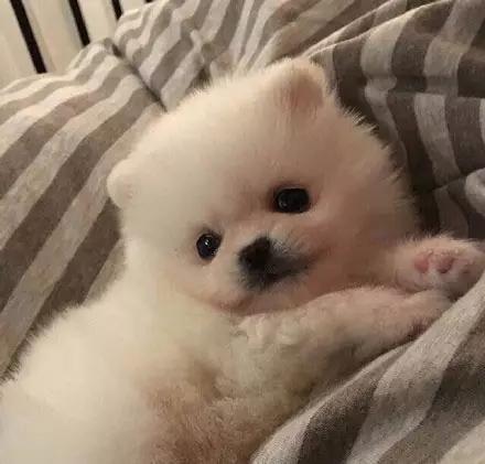 博美嘴巴边缘出血,超级可爱萌博美