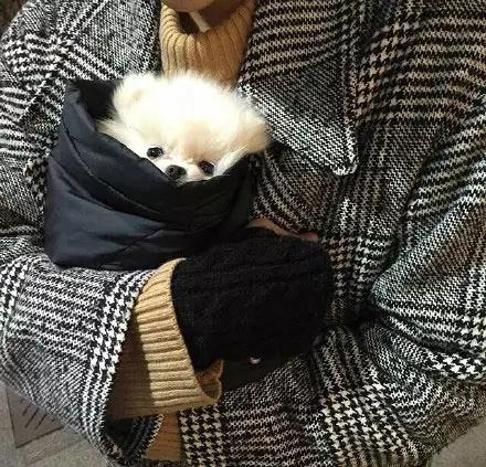 博美嘴巴边缘出血,超级可爱萌博美