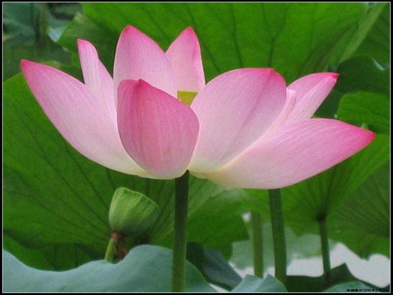 118朵花这个数字有什么寓意,118种花的花语合集图片