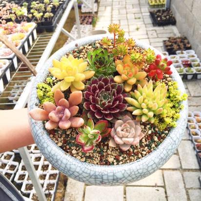 多肉包邮免费送,可爱多肉组合