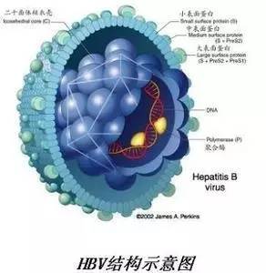 世界肝炎日|关于乙肝，如何阻断母婴传染？