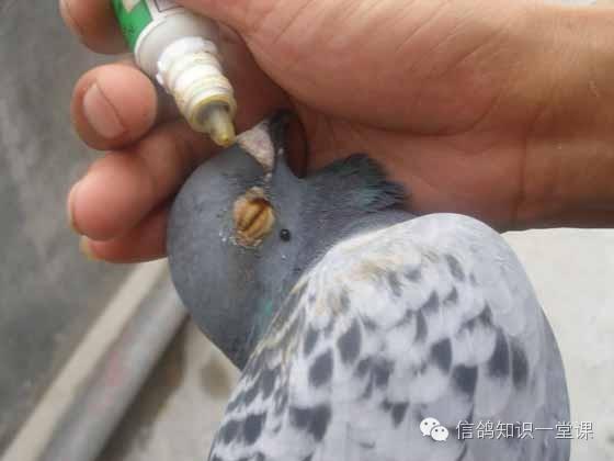 赛鸽眼底神经图,赛鸽眼睛拍照技巧大全