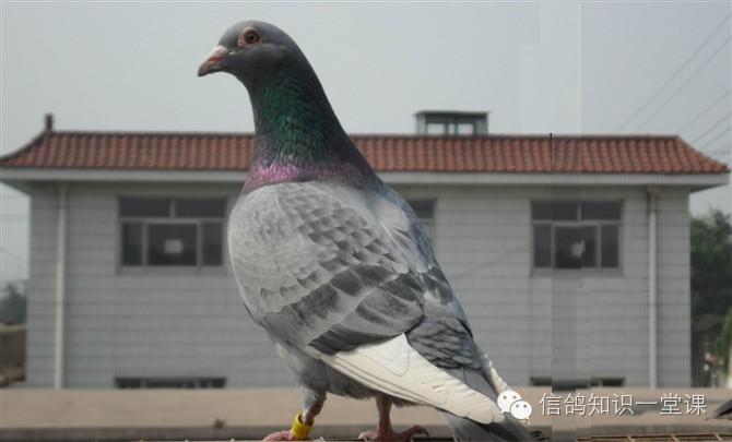 赛鸽眼底神经图,赛鸽眼睛拍照技巧大全