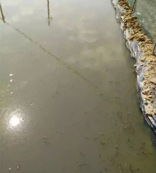 虾难养、鱼价低，广西合浦养殖户尝试转养台湾泥鳅