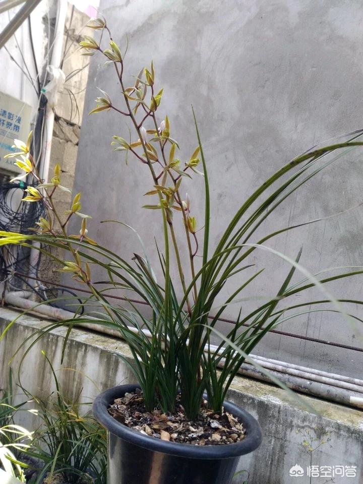 八月份出花苞的兰花关注什么,兰花十月份就出花苞了是什么兰花