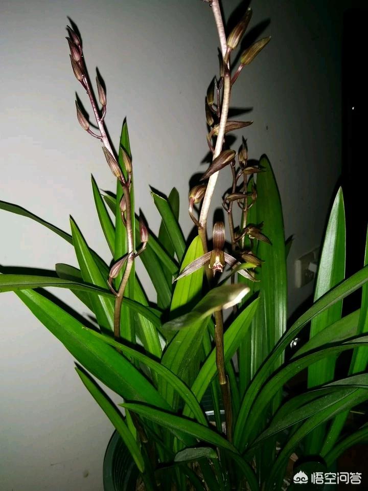八月份出花苞的兰花关注什么,兰花十月份就出花苞了是什么兰花