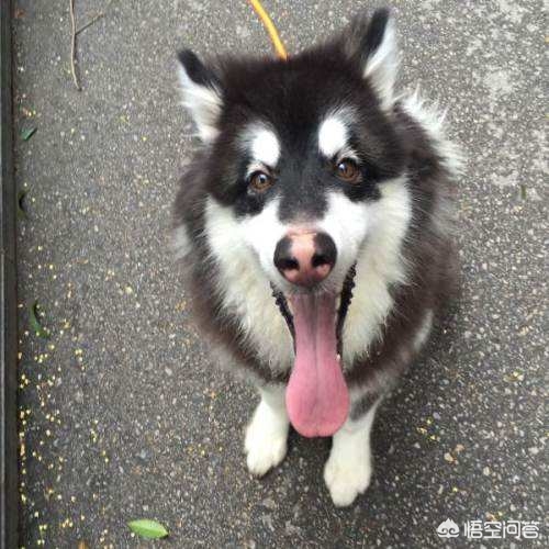 阿拉斯加犬怎么训练听话,如何训练阿拉斯加犬听话