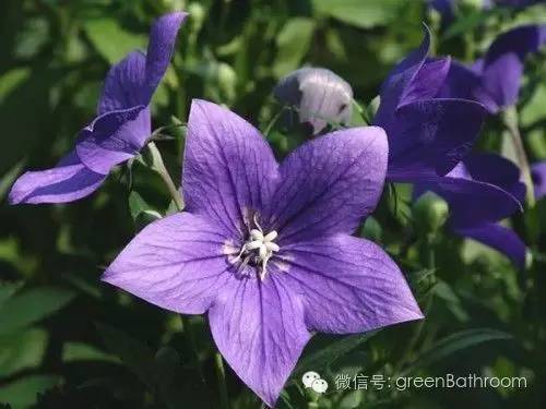 掌握正确施肥方法,如何正确操作施肥