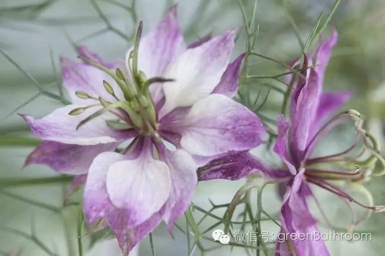 掌握正确施肥方法,如何正确操作施肥