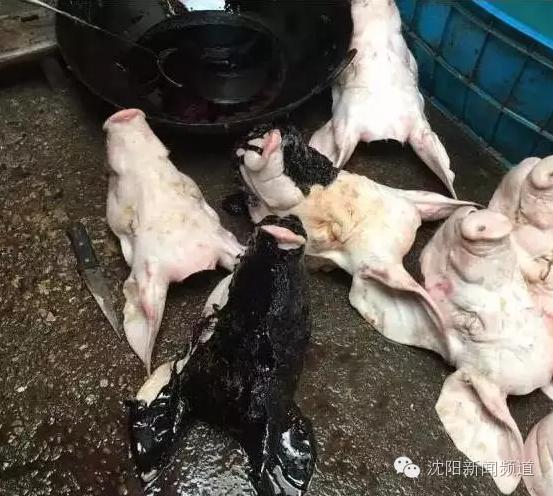 看着干净其实有毒，都是因为他们往猪脸上敷“黑面膜”！