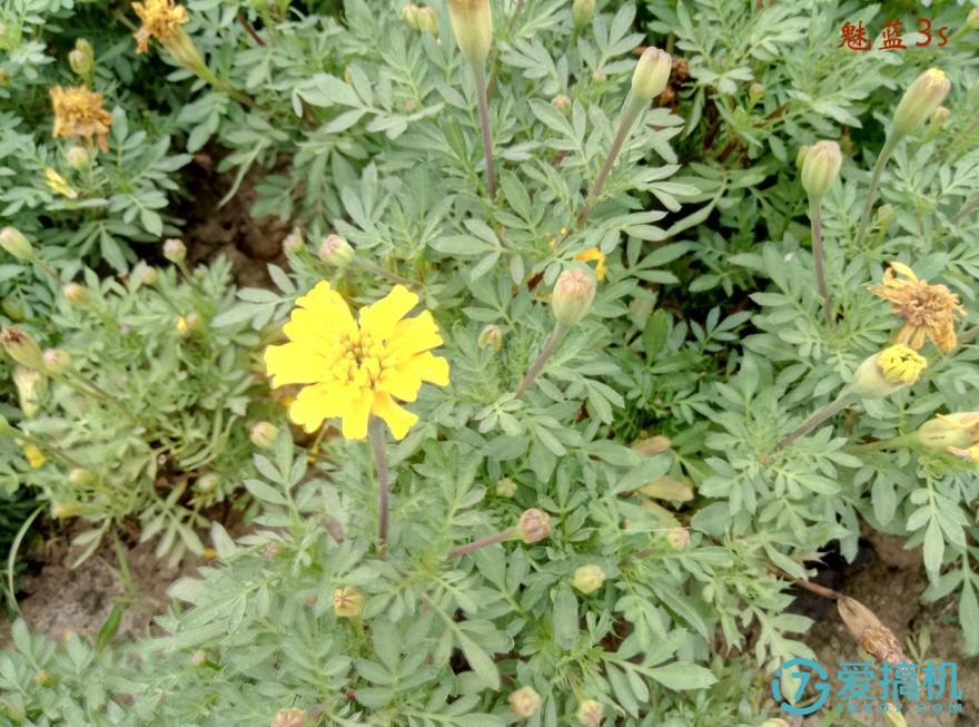 魅蓝3型号介绍,魅蓝系列旗舰手机