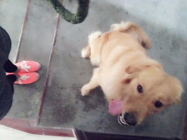 如果你能陪狗狗度过一生，你能不能这样？