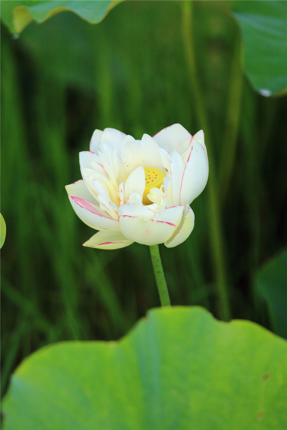 *萨特帕**一场与荷花无法拒绝的浪漫之旅