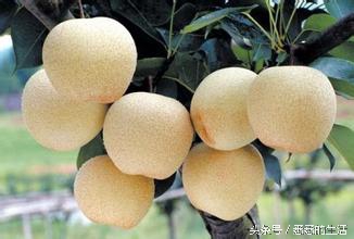 大便解不出来是不是痔疮原因,饮食清淡大便稀不成型痔疮