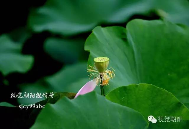 荷花酒,荷花图片