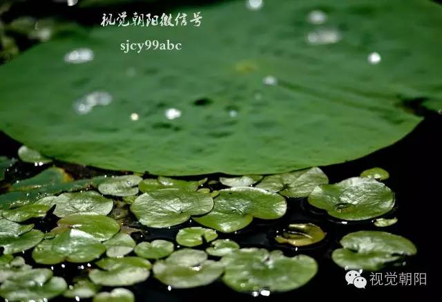 荷花酒,荷花图片