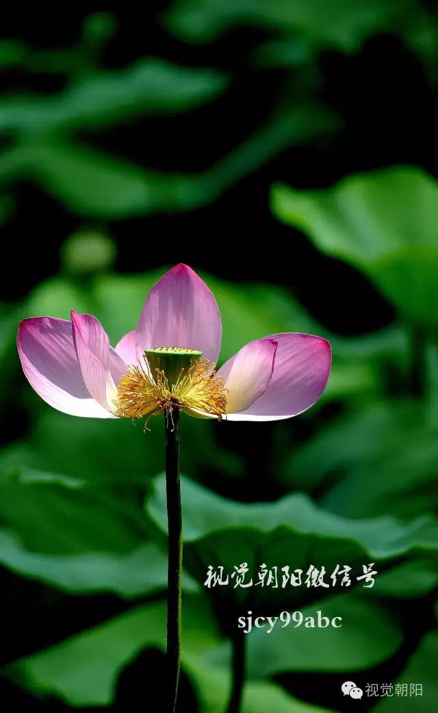 荷花酒,荷花图片