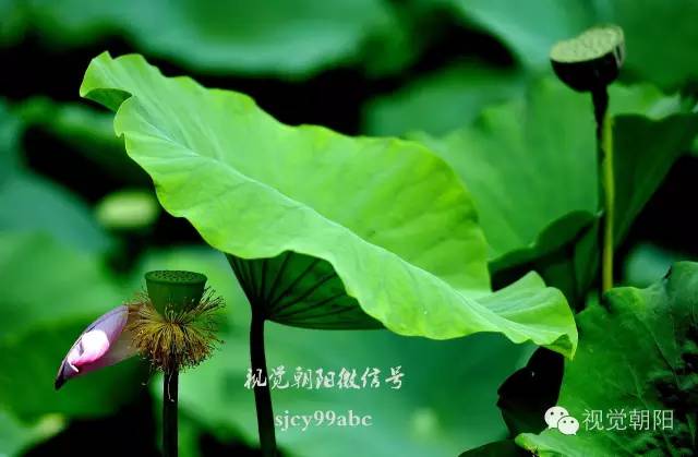 荷花酒,荷花图片