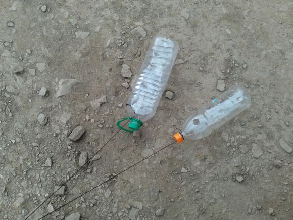 “射鸡”历险记打鸡血然后。