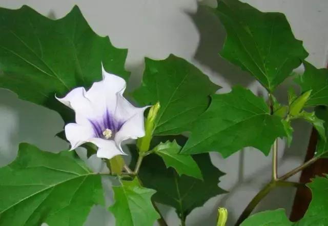 颜值平平的*疆新**路边野花，早已跻身天界神话？