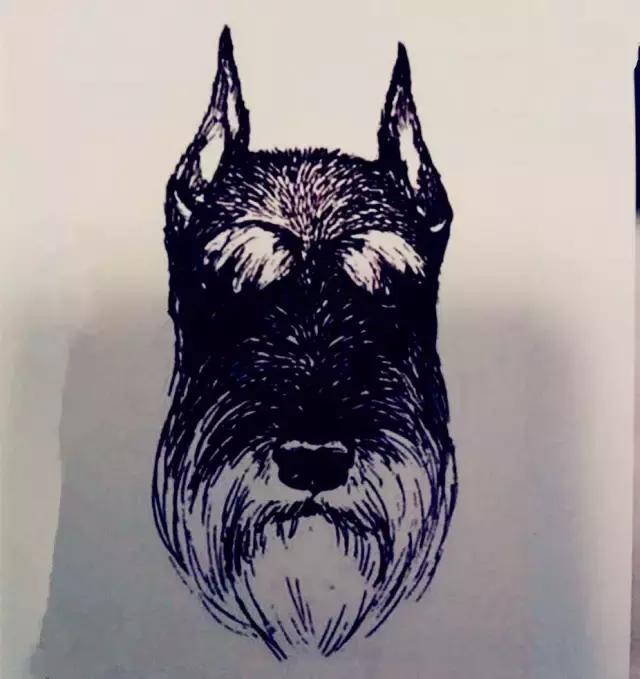 怎样挑选一只好的雪纳瑞犬,如何挑选一只适合家养的雪纳瑞