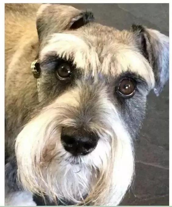 怎样挑选一只好的雪纳瑞犬,如何挑选一只适合家养的雪纳瑞