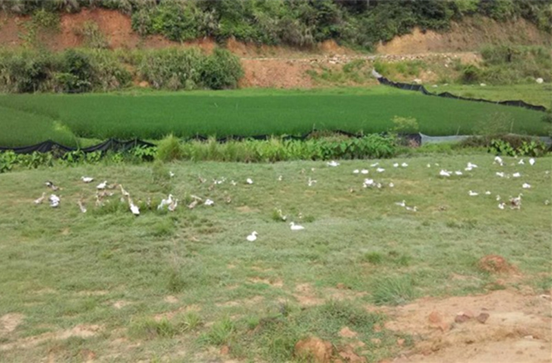 什么品种的番鸭好吃,正宗白番鸭