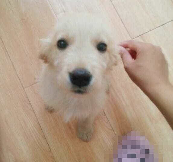 如果你能陪狗狗度过一生，你能不能这样？