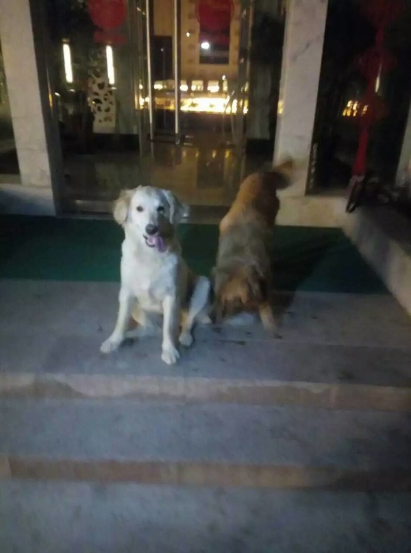 如果你能陪狗狗度过一生，你能不能这样？