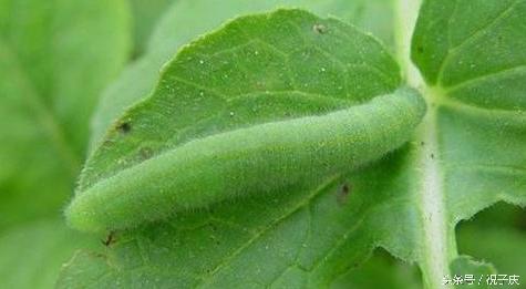 蜗牛在农业是害虫还是益虫,益虫防治害虫的方法有哪些