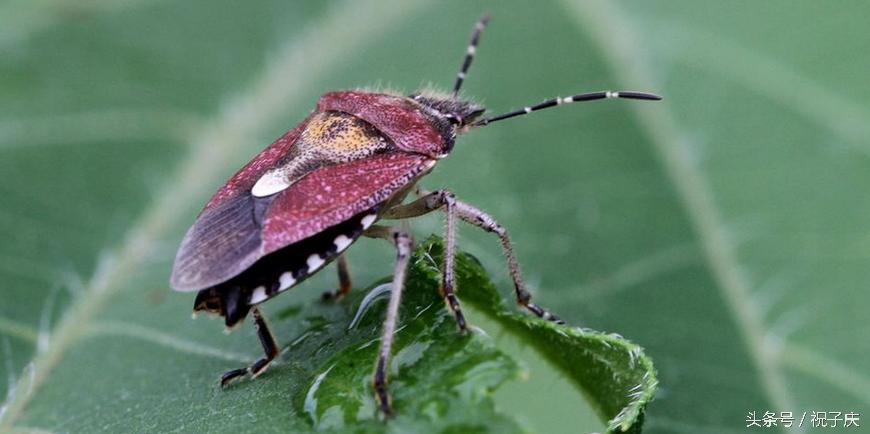 蜗牛在农业是害虫还是益虫,益虫防治害虫的方法有哪些