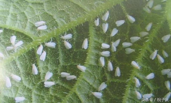 蜗牛在农业是害虫还是益虫,益虫防治害虫的方法有哪些