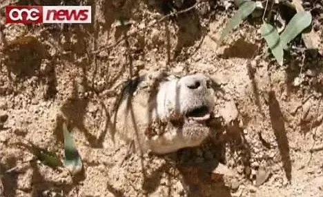 流浪狗被箭射穿违法吗,流浪狗被箭射穿