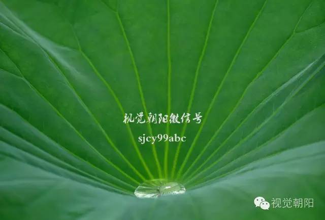 荷花酒,荷花图片