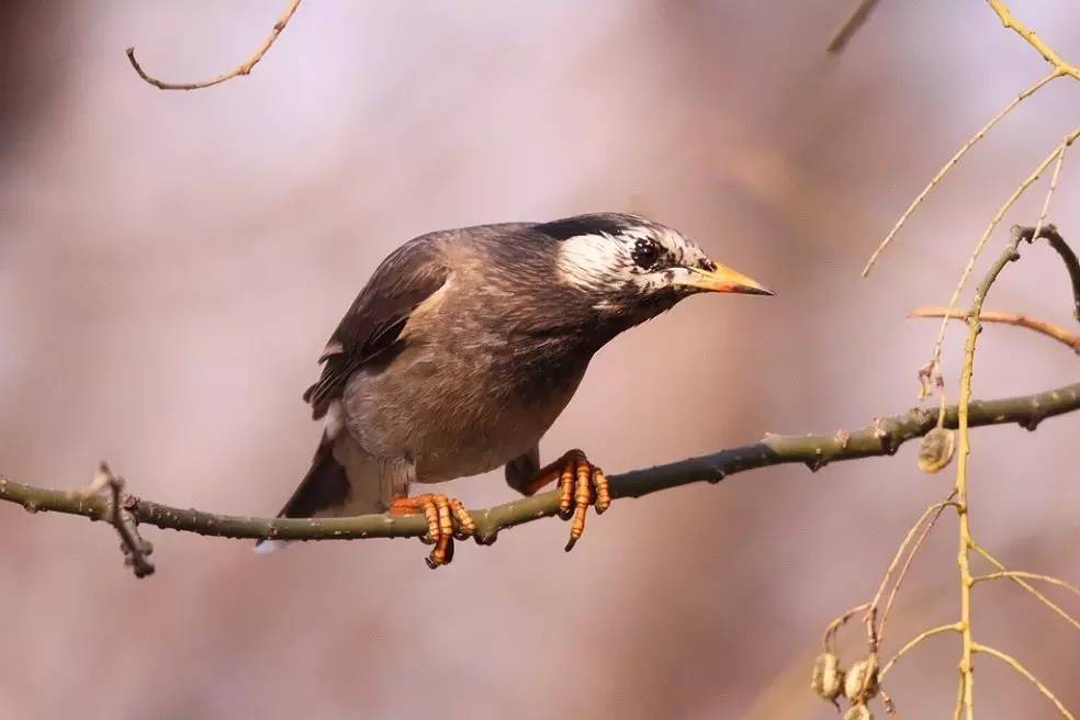 鵟鸟怎么读,鵟字怎么念