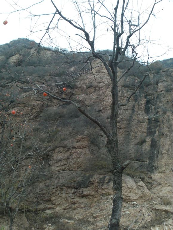 “射鸡”历险记打鸡血然后。